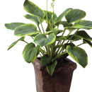 観葉植物