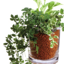観葉植物